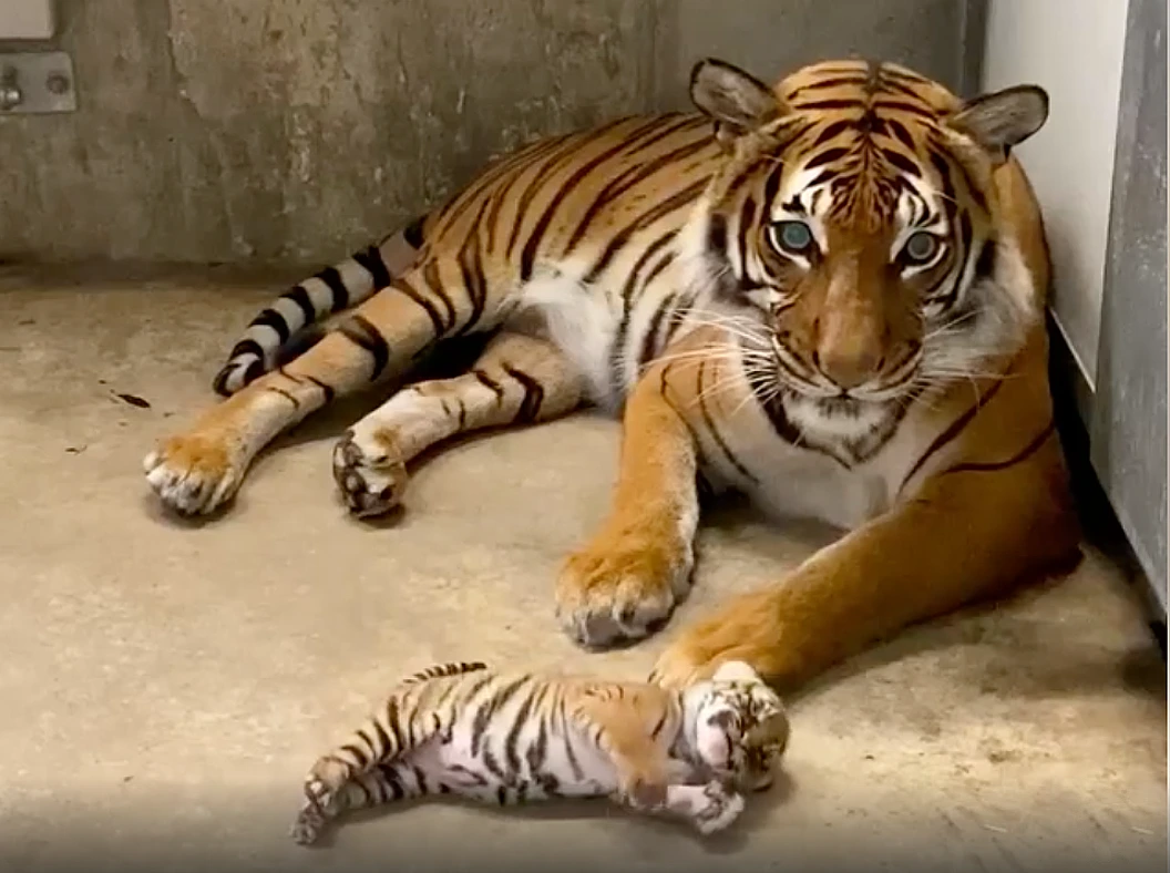 Lioness Lola gave birth to triplet cubs at Chelyabinsk . (Video)