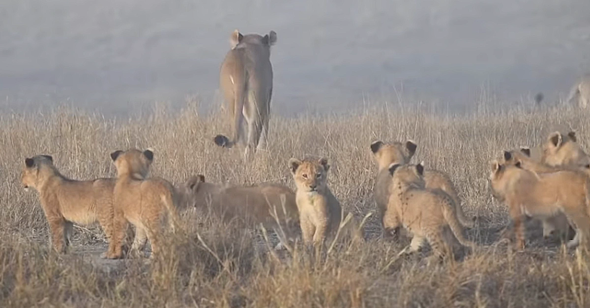 Lioness Lola gave birth to triplet cubs at Chelyabinsk . (Video)