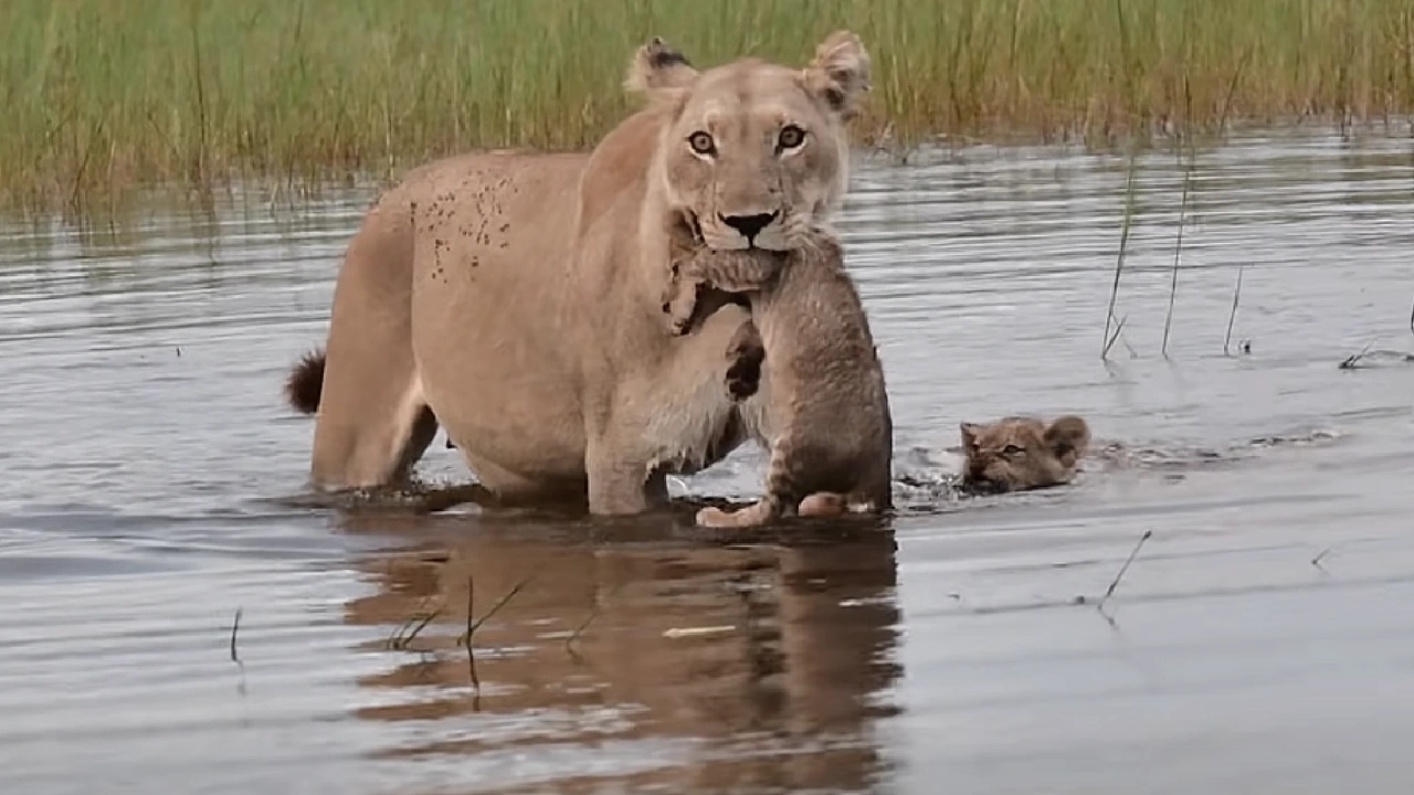 Lioness Lola gave birth to triplet cubs at Chelyabinsk . (Video)