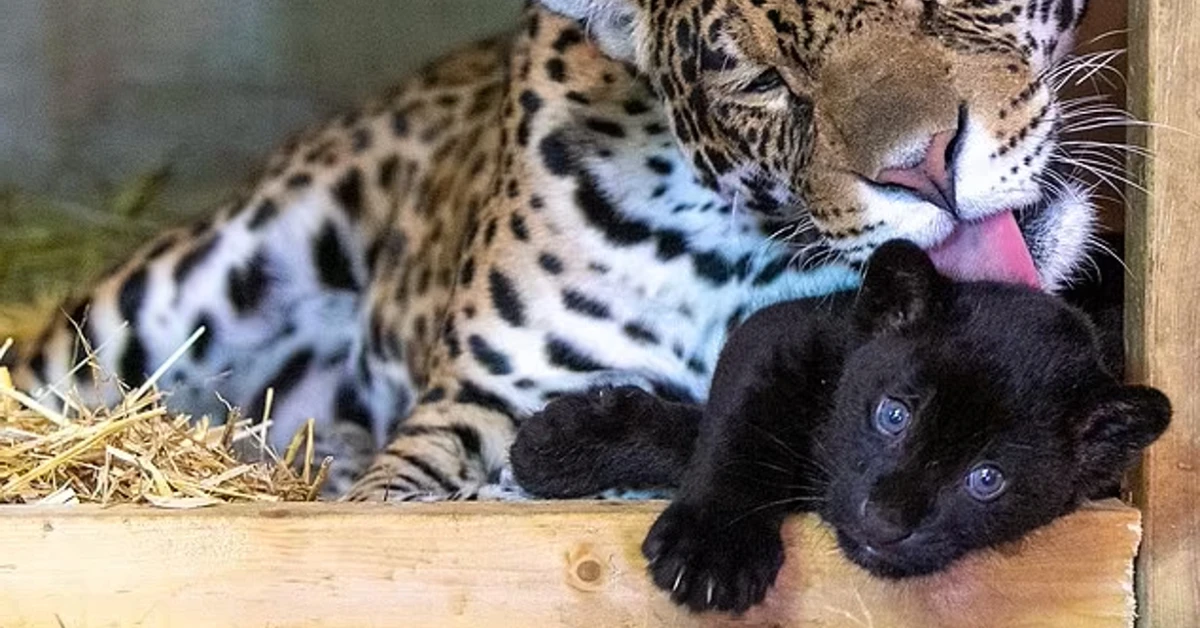 Lioness Lola gave birth to triplet cubs at Chelyabinsk . (Video)