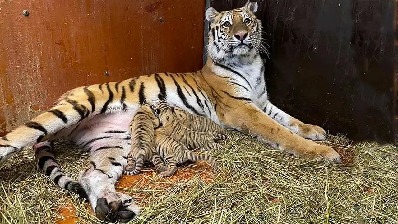 Lioness Lola gave birth to triplet cubs at Chelyabinsk . (Video)