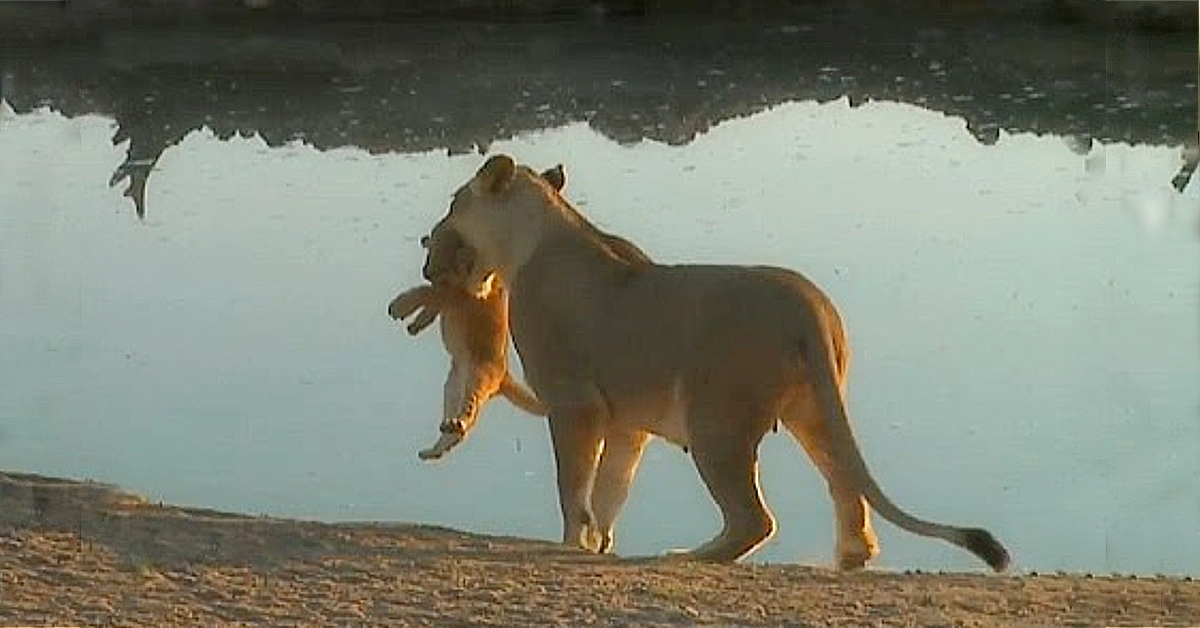 Lioness Lola gave birth to triplet cubs at Chelyabinsk . (Video)