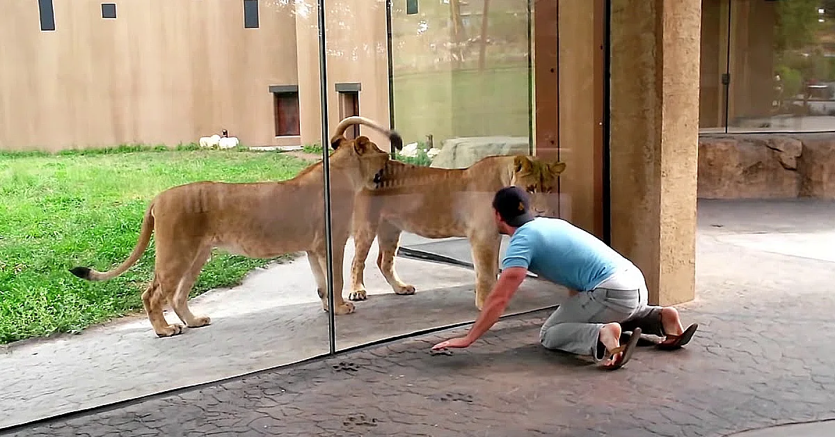 Lioness Lola gave birth to triplet cubs at Chelyabinsk . (Video)