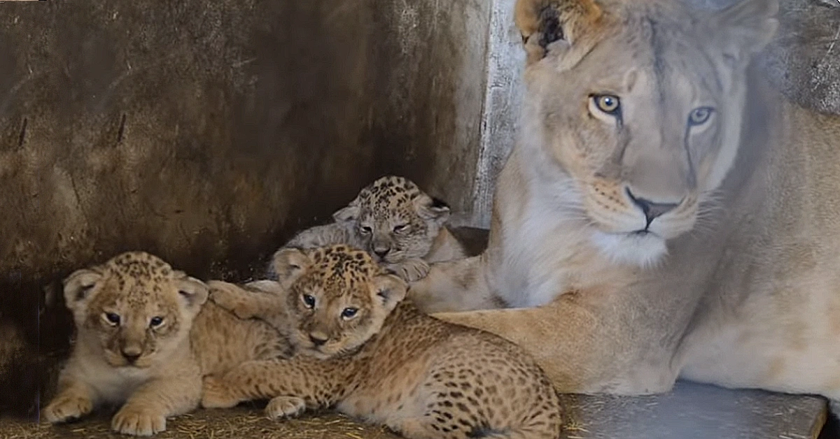 Lioness Lola gave birth to triplet cubs at Chelyabinsk . (Video)