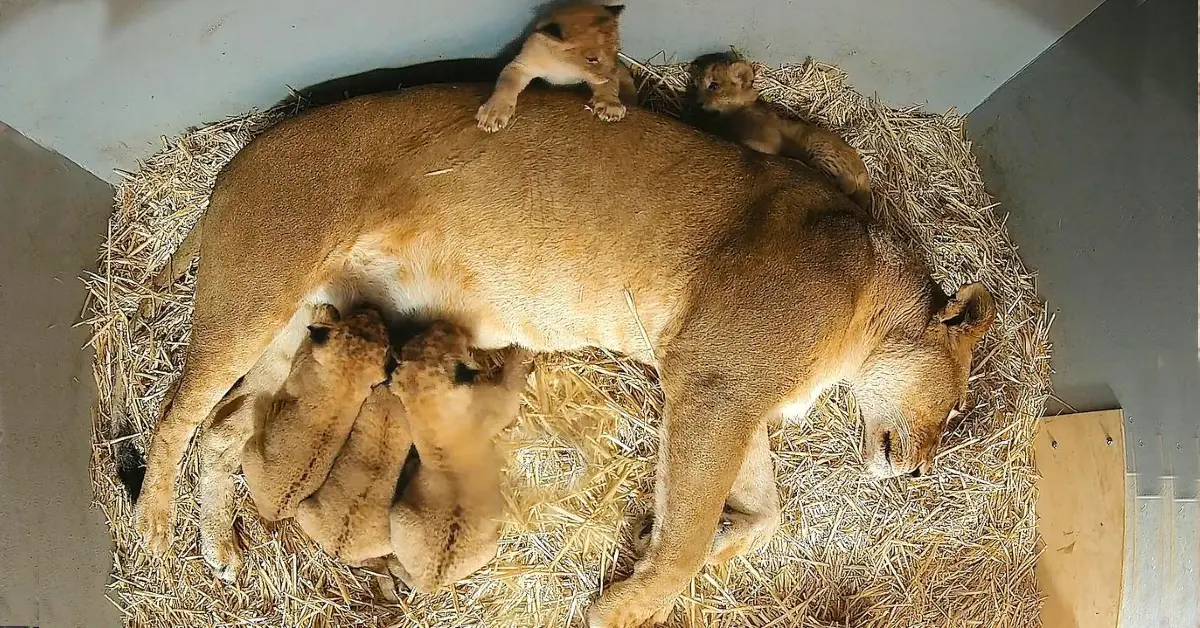 Lioness Lola gave birth to triplet cubs at Chelyabinsk . (Video)