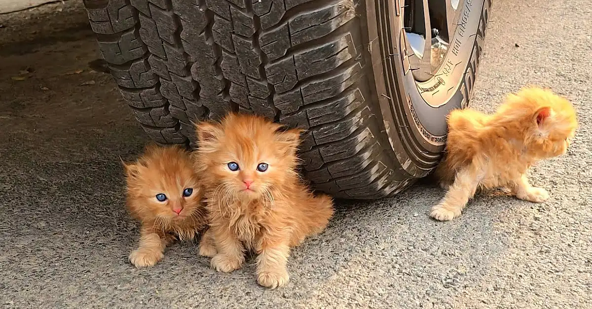 Lioness Lola gave birth to triplet cubs at Chelyabinsk . (Video)