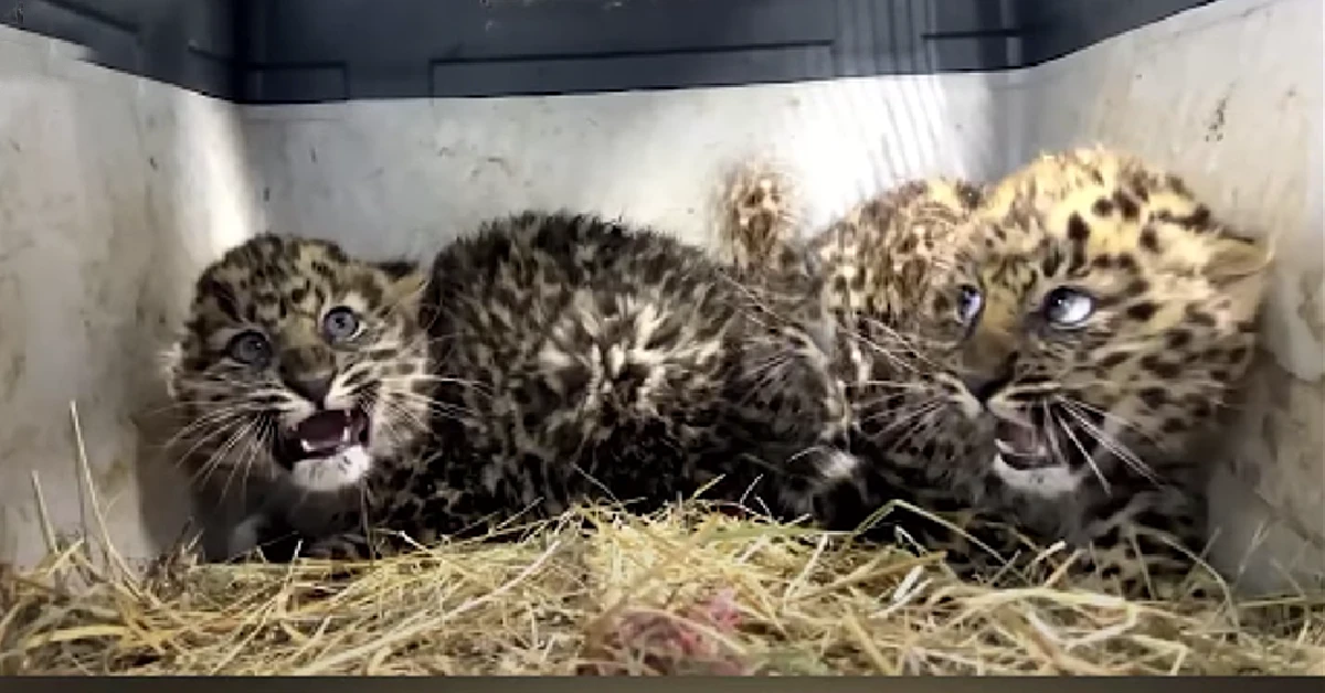 Lioness Lola gave birth to triplet cubs at Chelyabinsk . (Video)