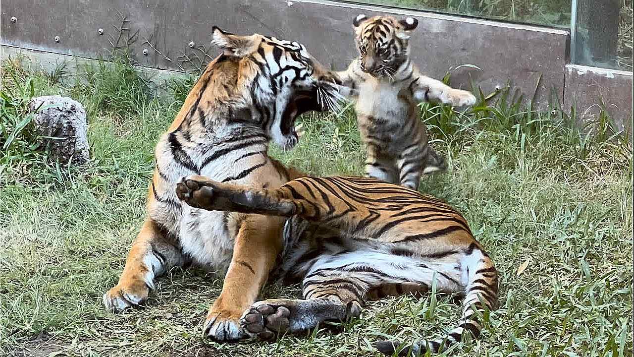 Lioness Lola gave birth to triplet cubs at Chelyabinsk . (Video)