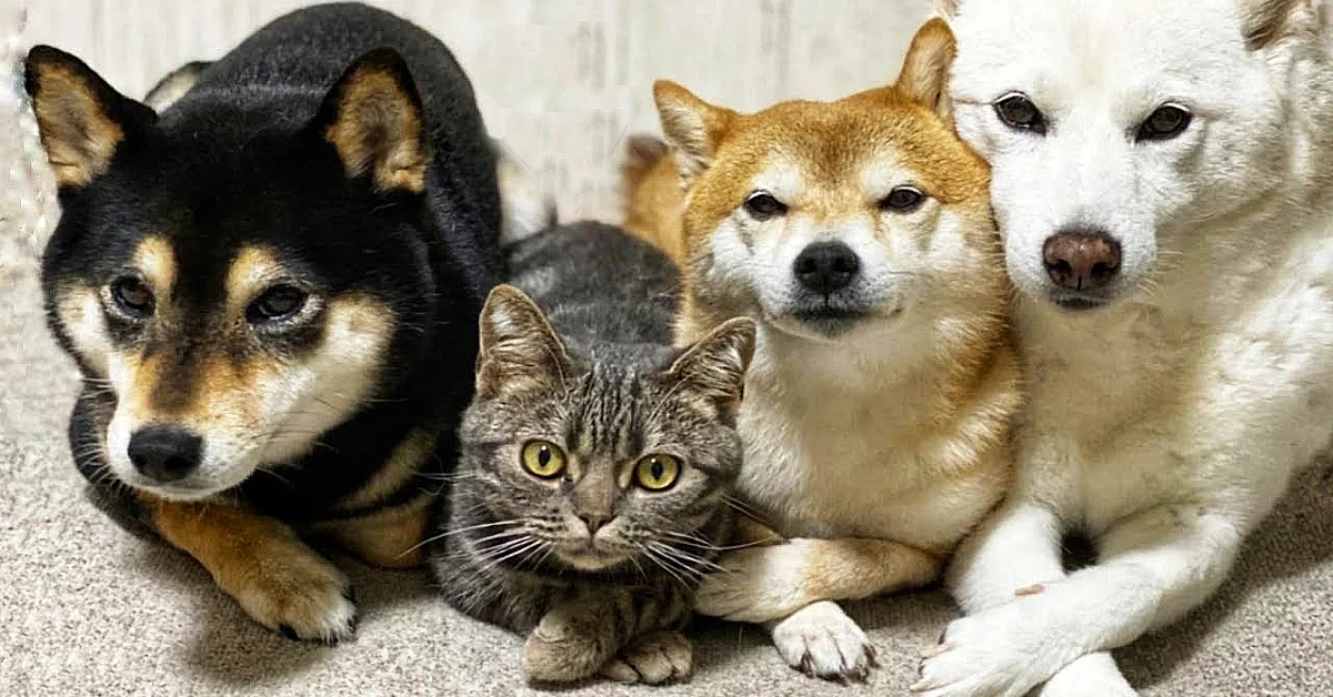 Lioness Lola gave birth to triplet cubs at Chelyabinsk . (Video)