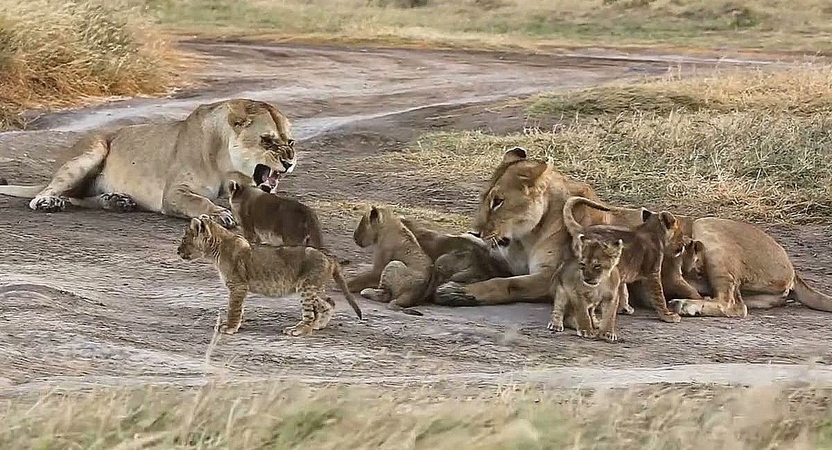 Lioness Lola gave birth to triplet cubs at Chelyabinsk . (Video)