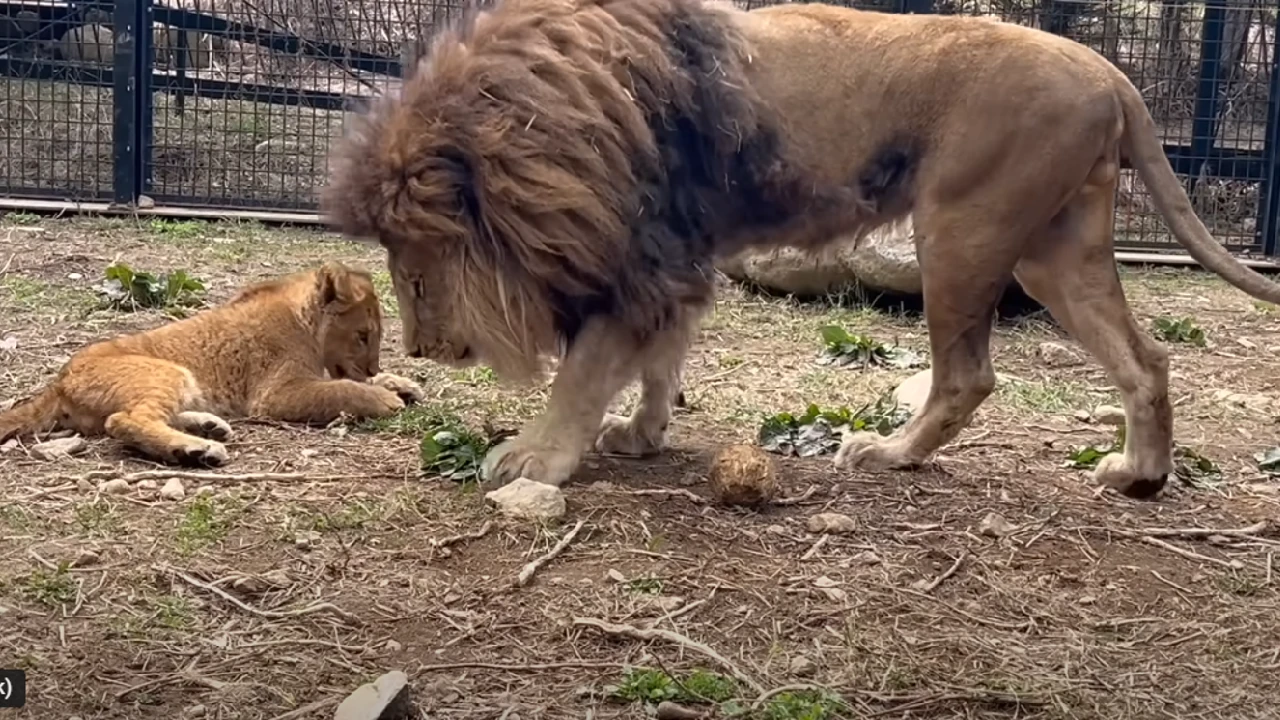 Lioness Lola gave birth to triplet cubs at Chelyabinsk . (Video)