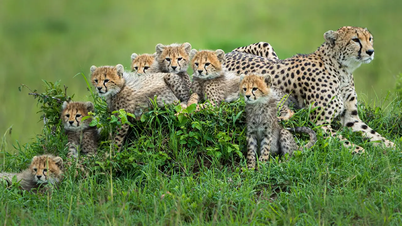 Lioness Lola gave birth to triplet cubs at Chelyabinsk . (Video)