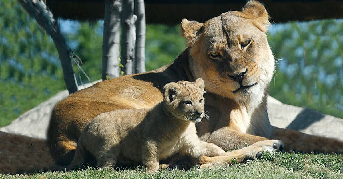 Lioness Lola gave birth to triplet cubs at Chelyabinsk . (Video)