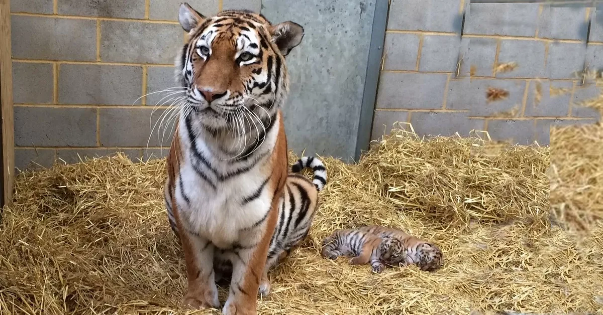 Lioness Lola gave birth to triplet cubs at Chelyabinsk . (Video)