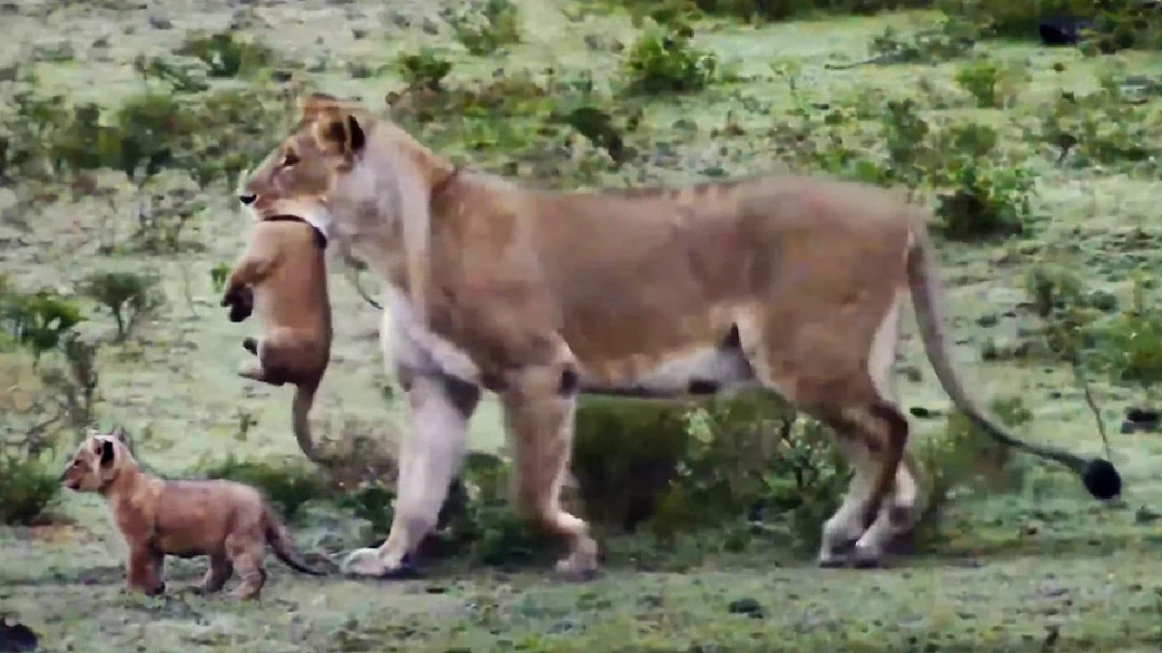 Lioness Lola gave birth to triplet cubs at Chelyabinsk . (Video)