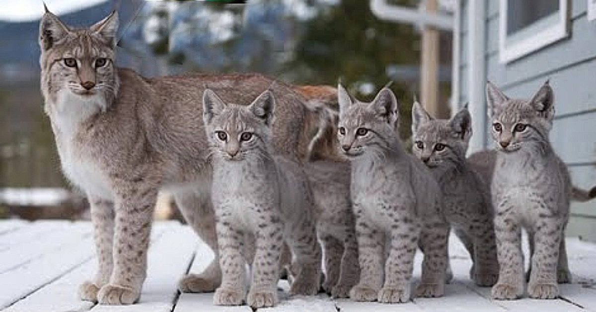 Lioness Lola gave birth to triplet cubs at Chelyabinsk . (Video)