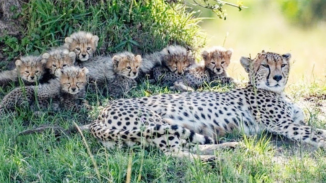 Lioness Lola gave birth to triplet cubs at Chelyabinsk . (Video)