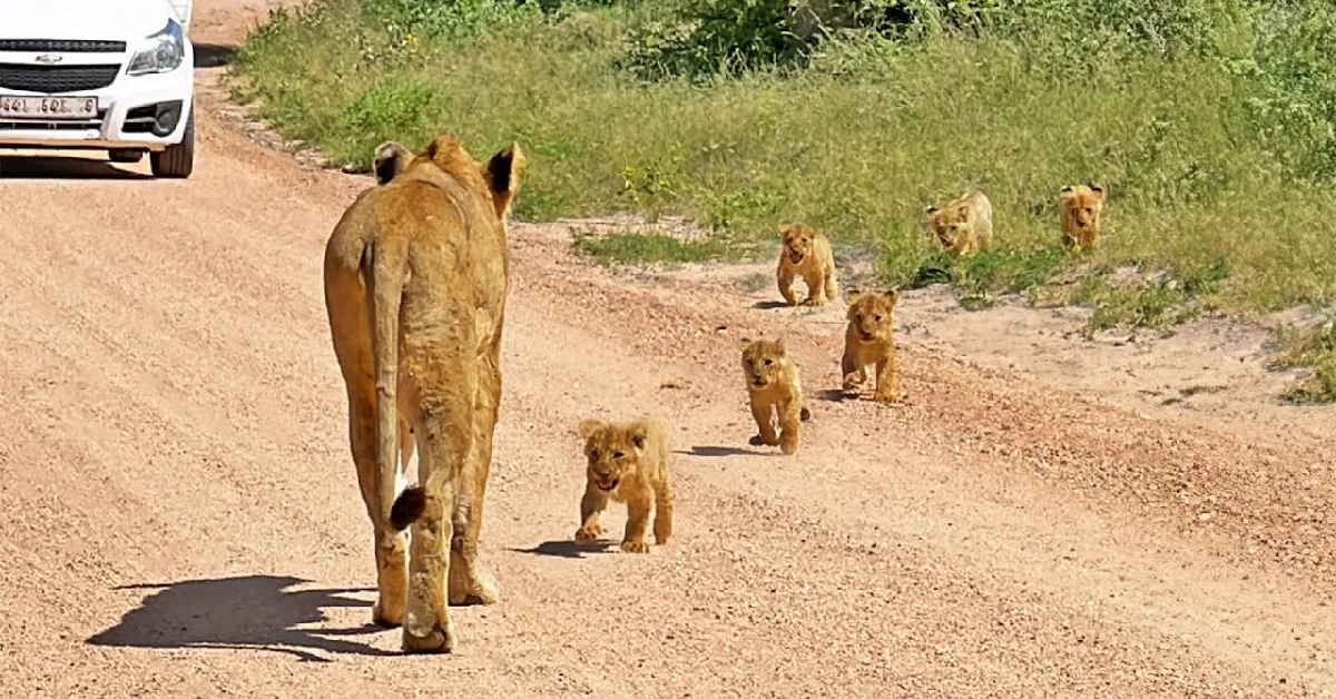 Lioness Lola gave birth to triplet cubs at Chelyabinsk . (Video)