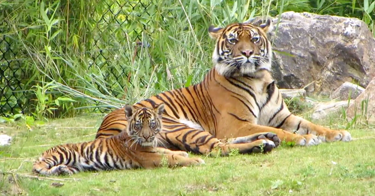 Lioness Lola gave birth to triplet cubs at Chelyabinsk . (Video)