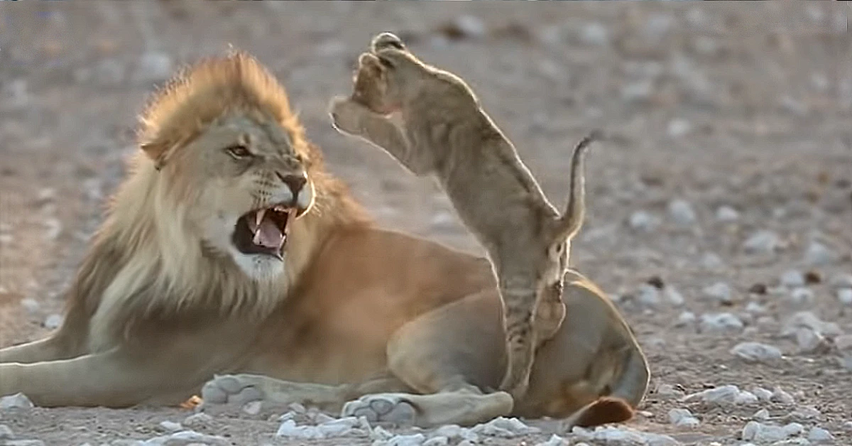 Lioness Lola gave birth to triplet cubs at Chelyabinsk . (Video)