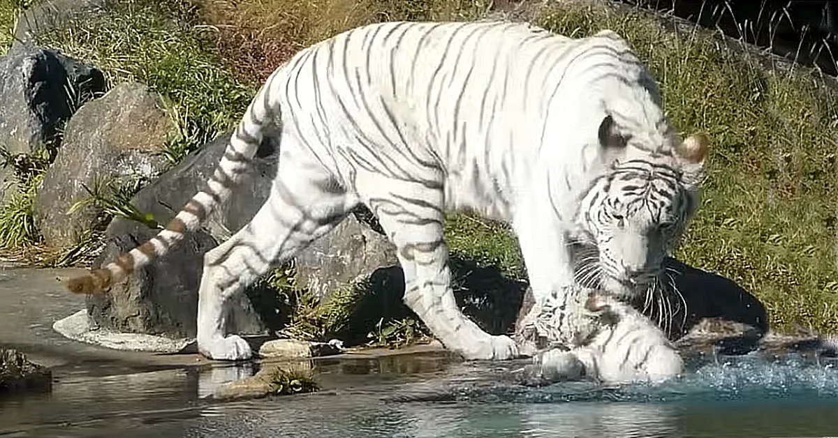 Lioness Lola gave birth to triplet cubs at Chelyabinsk . (Video)
