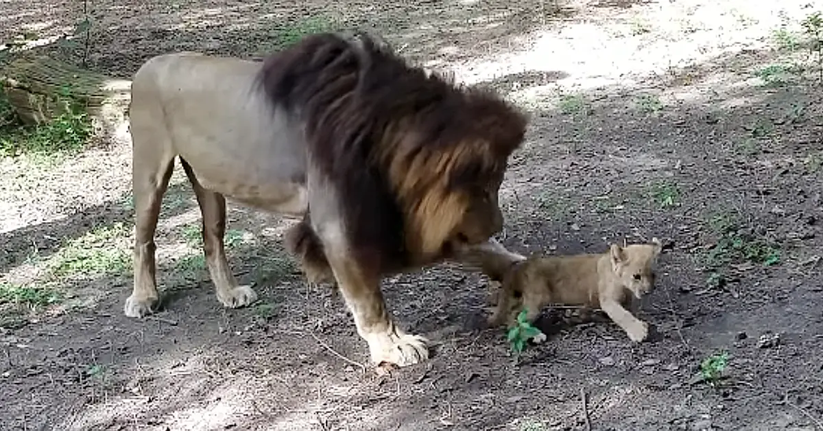 Lioness Lola gave birth to triplet cubs at Chelyabinsk . (Video)