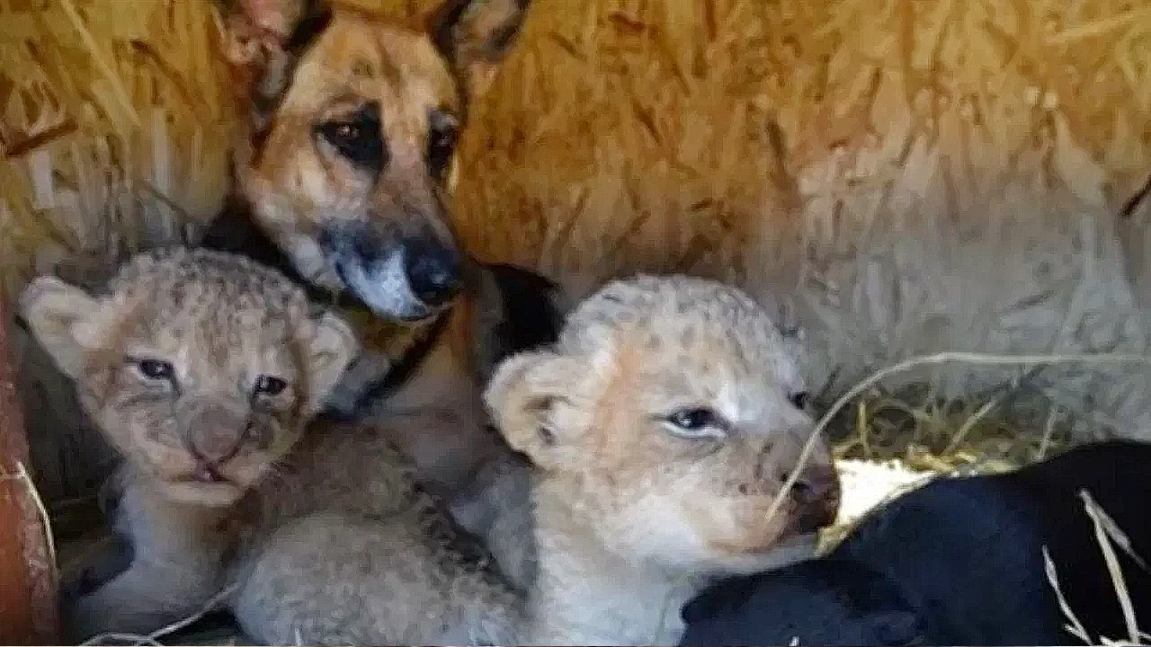 Lioness Lola gave birth to triplet cubs at Chelyabinsk . (Video)