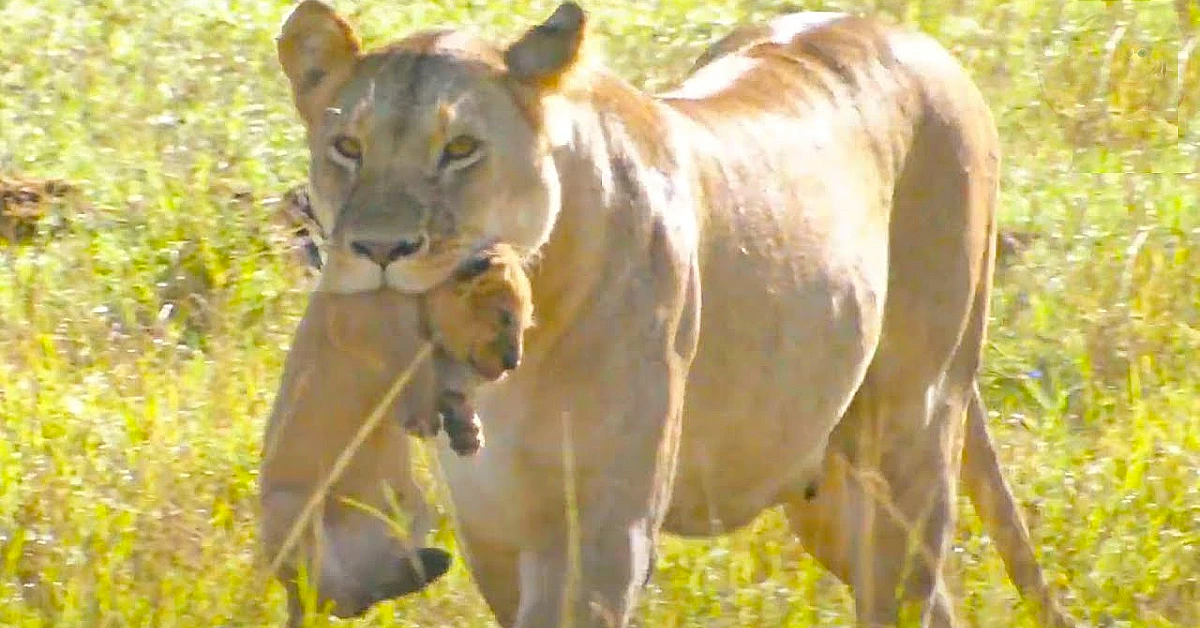 Lioness Lola gave birth to triplet cubs at Chelyabinsk . (Video)