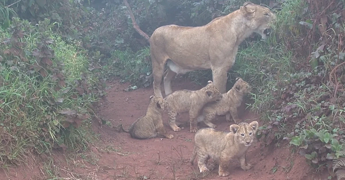 Lioness Lola gave birth to triplet cubs at Chelyabinsk . (Video)