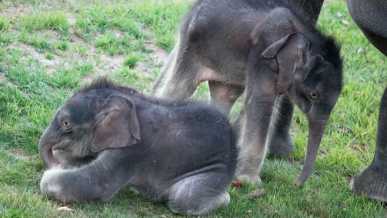 Lioness Lola gave birth to triplet cubs at Chelyabinsk . (Video)