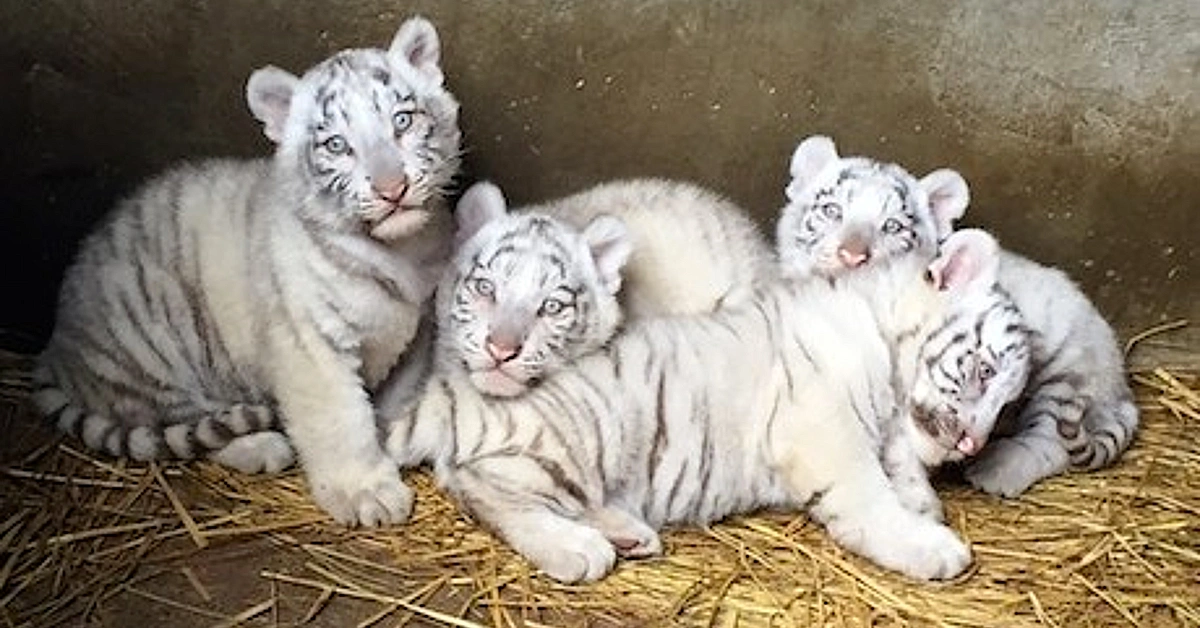 Lioness Lola gave birth to triplet cubs at Chelyabinsk . (Video)