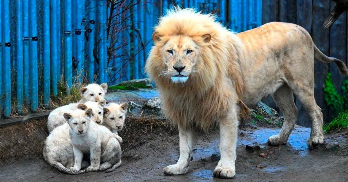 Lioness Lola gave birth to triplet cubs at Chelyabinsk . (Video)