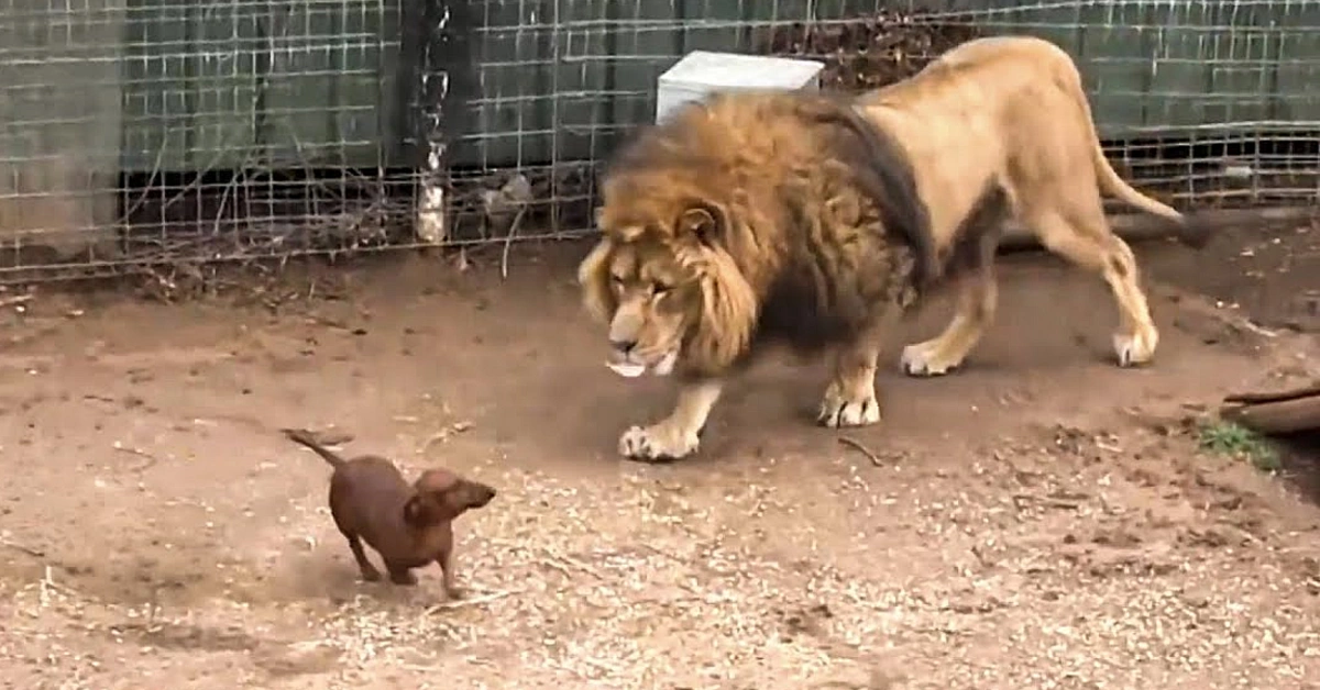 Lioness Lola gave birth to triplet cubs at Chelyabinsk . (Video)