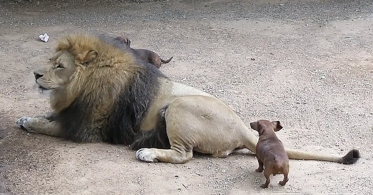 Lioness Lola gave birth to triplet cubs at Chelyabinsk . (Video)