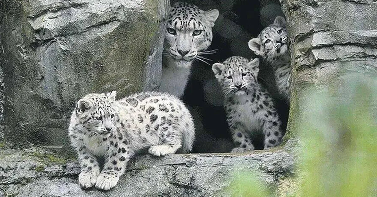 Lioness Lola gave birth to triplet cubs at Chelyabinsk . (Video)