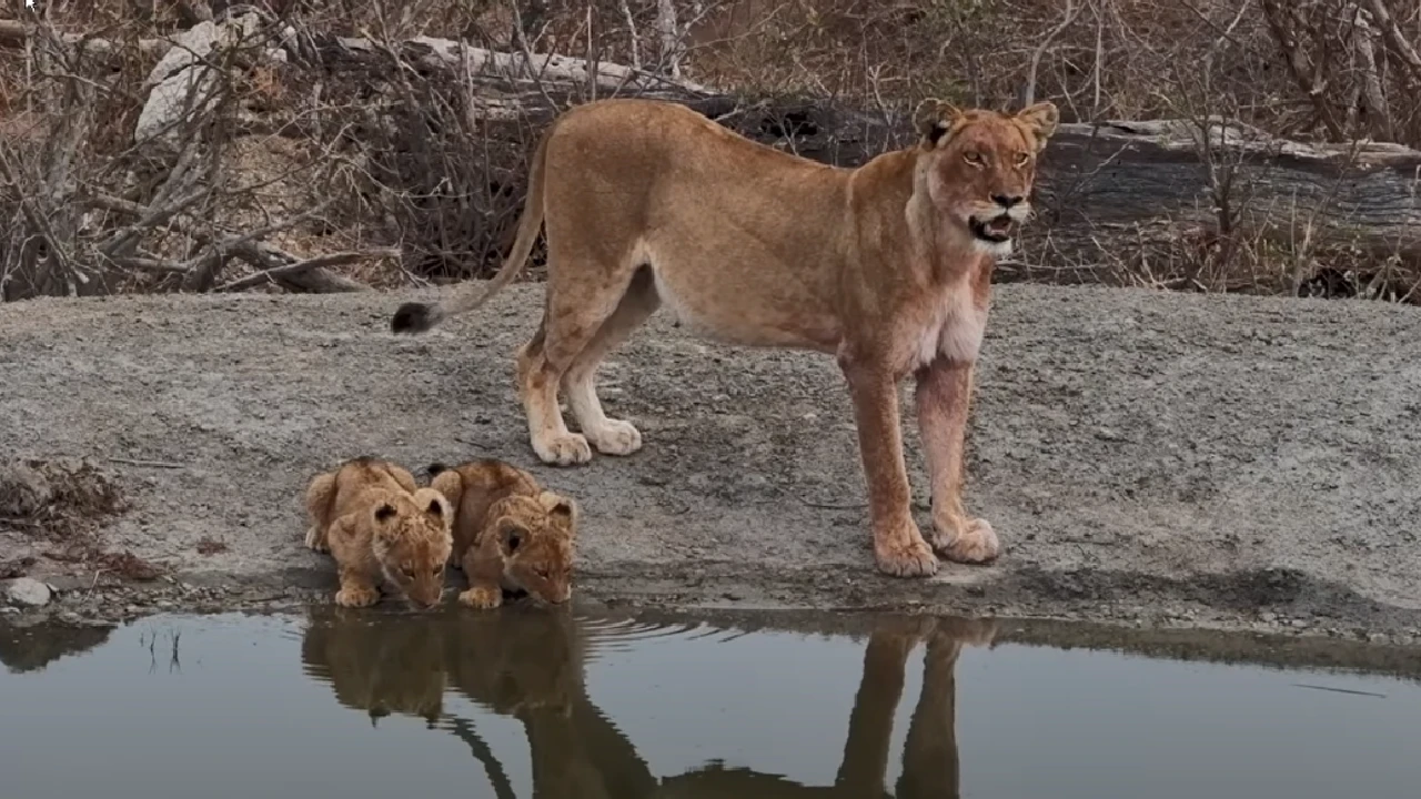 Lioness Lola gave birth to triplet cubs at Chelyabinsk . (Video)