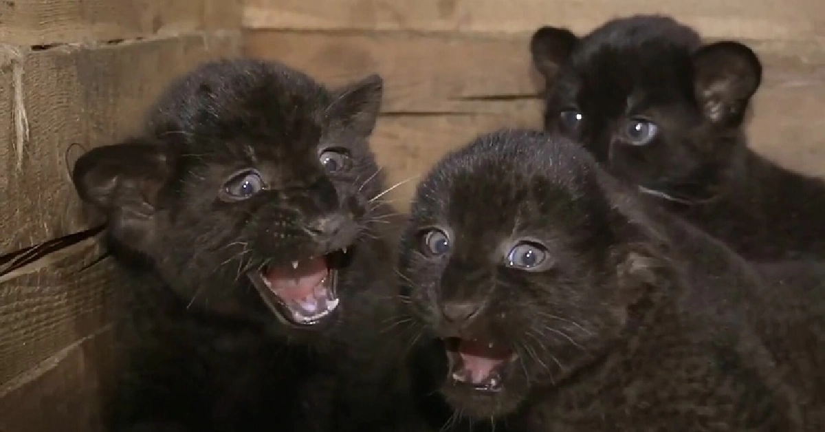 Lioness Lola gave birth to triplet cubs at Chelyabinsk . (Video)