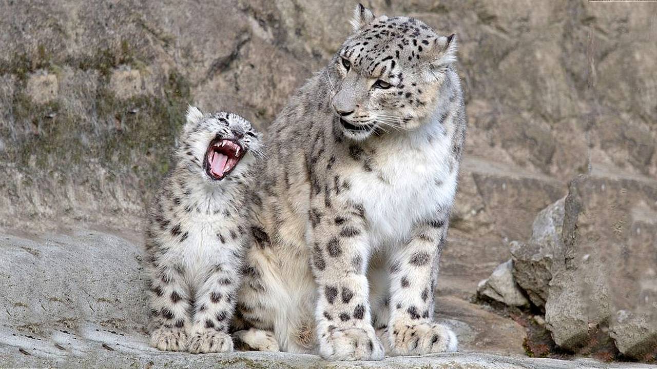 Lioness Lola gave birth to triplet cubs at Chelyabinsk . (Video)