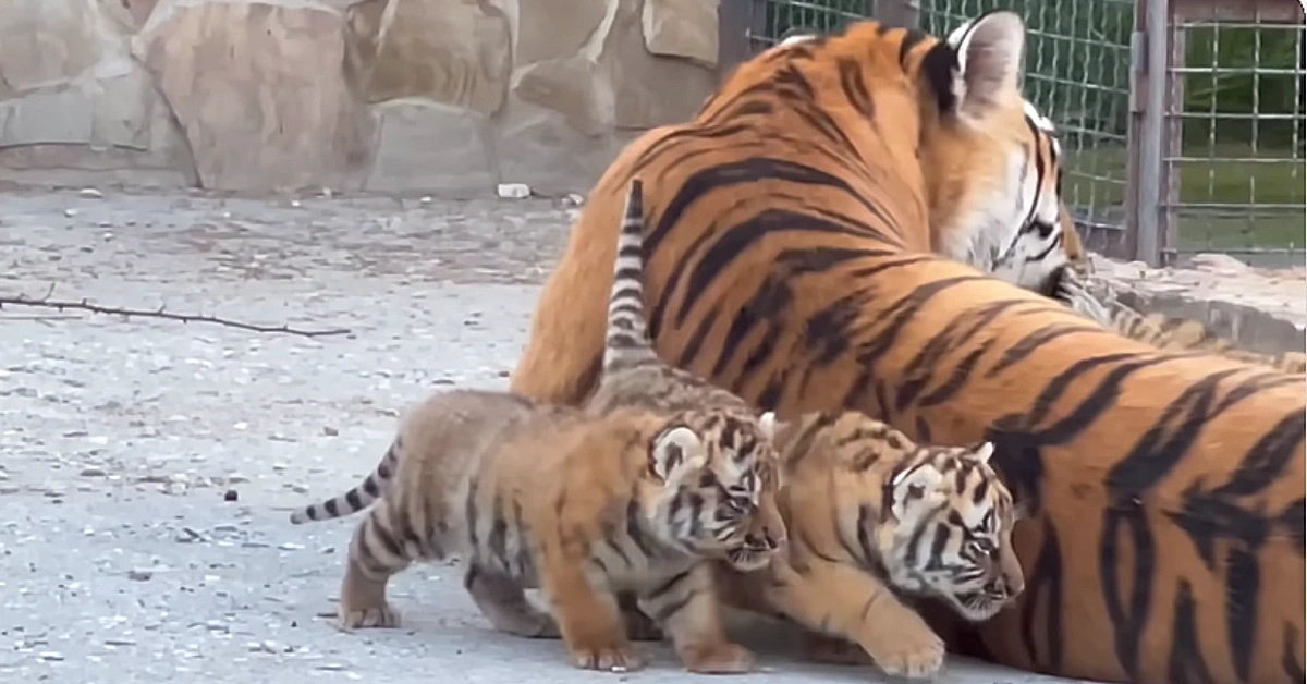 Lioness Lola gave birth to triplet cubs at Chelyabinsk . (Video)
