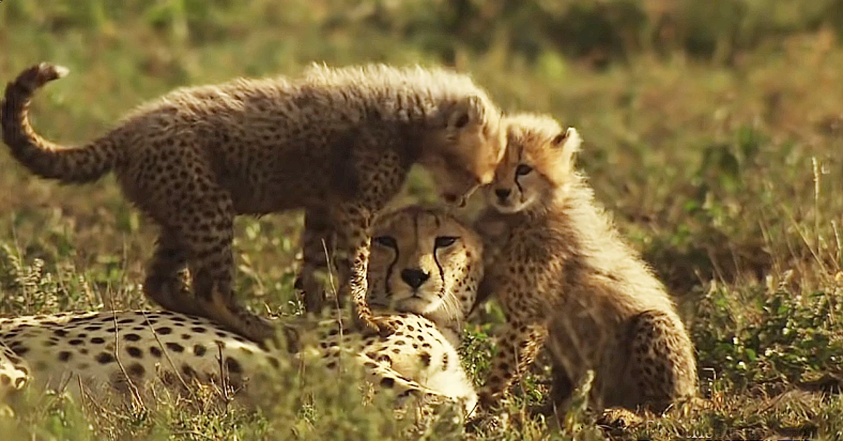 Lioness Lola gave birth to triplet cubs at Chelyabinsk . (Video)
