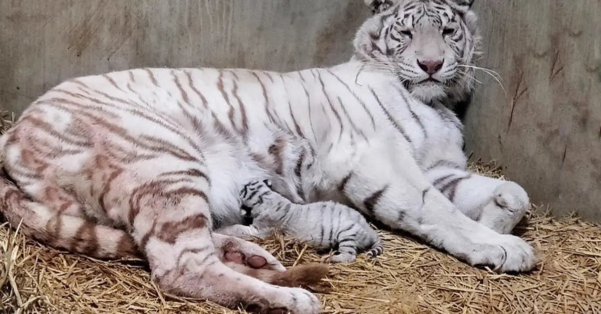 Lioness Lola gave birth to triplet cubs at Chelyabinsk . (Video)
