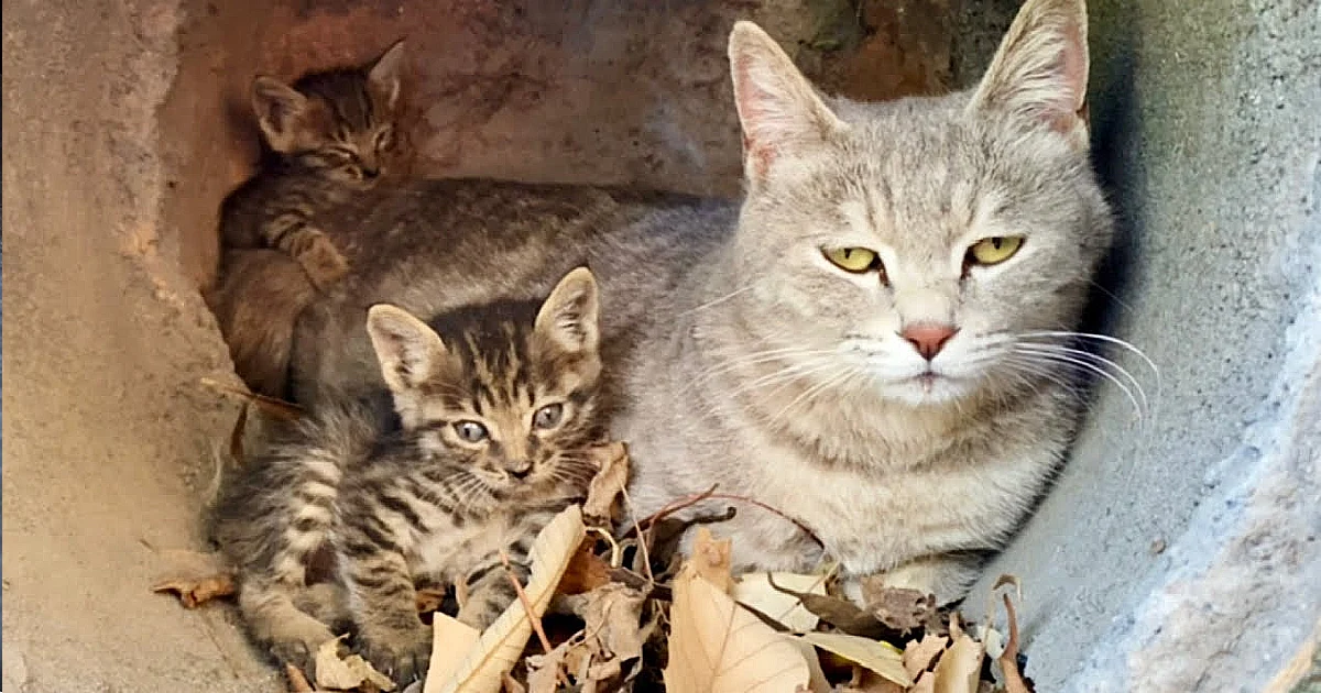 Lioness Lola gave birth to triplet cubs at Chelyabinsk . (Video)