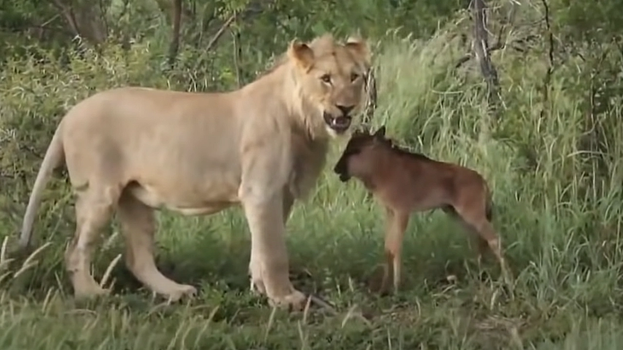 Lioness Lola gave birth to triplet cubs at Chelyabinsk . (Video)
