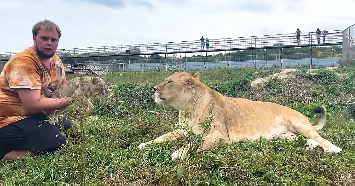 Lioness Lola gave birth to triplet cubs at Chelyabinsk . (Video)