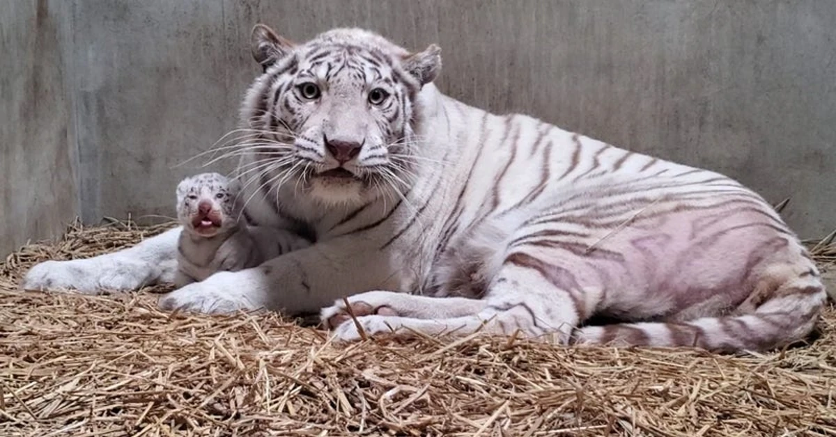 Lioness Lola gave birth to triplet cubs at Chelyabinsk . (Video)