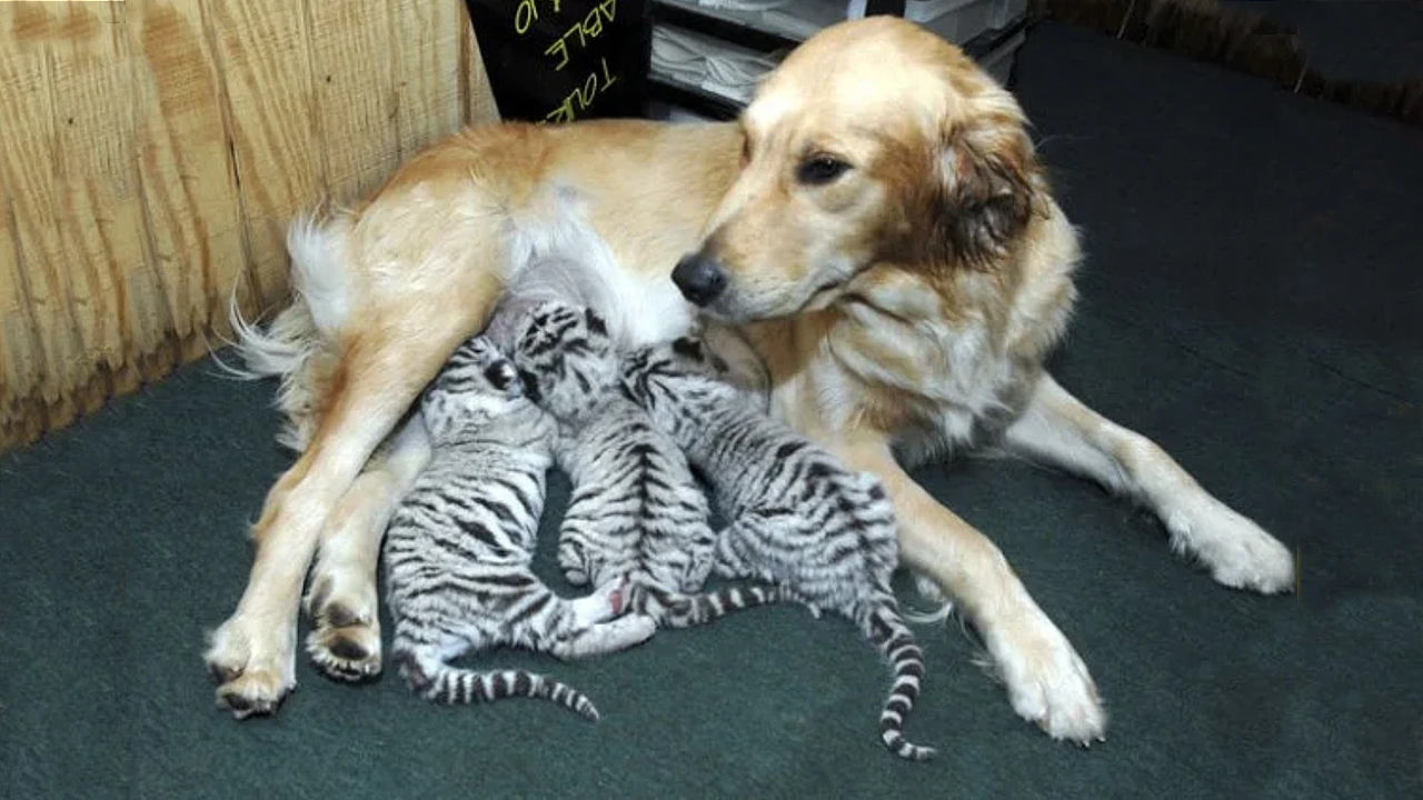 Lioness Lola gave birth to triplet cubs at Chelyabinsk . (Video)