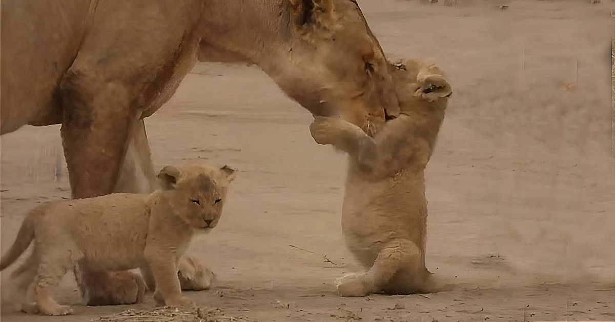 Lioness Lola gave birth to triplet cubs at Chelyabinsk . (Video)
