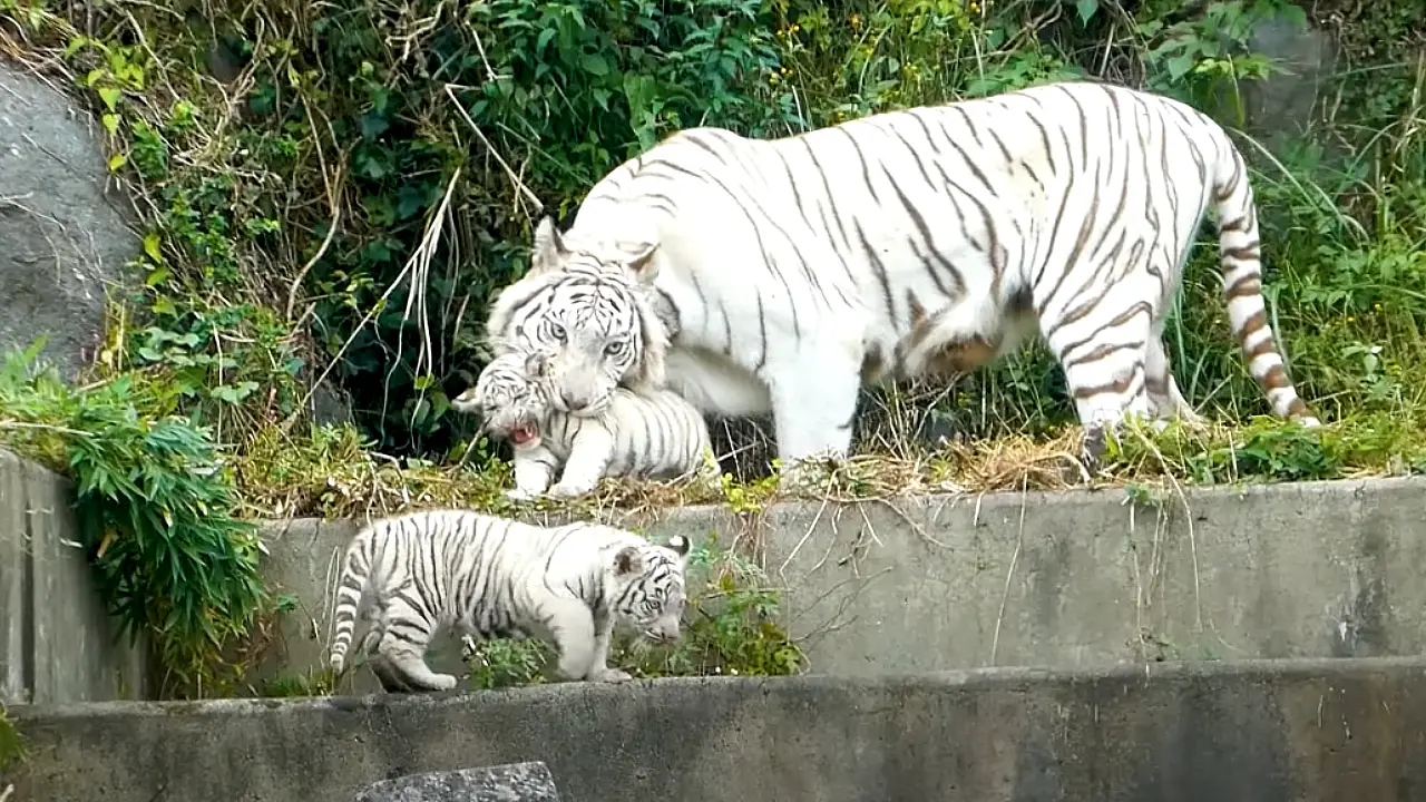 Lioness Lola gave birth to triplet cubs at Chelyabinsk . (Video)