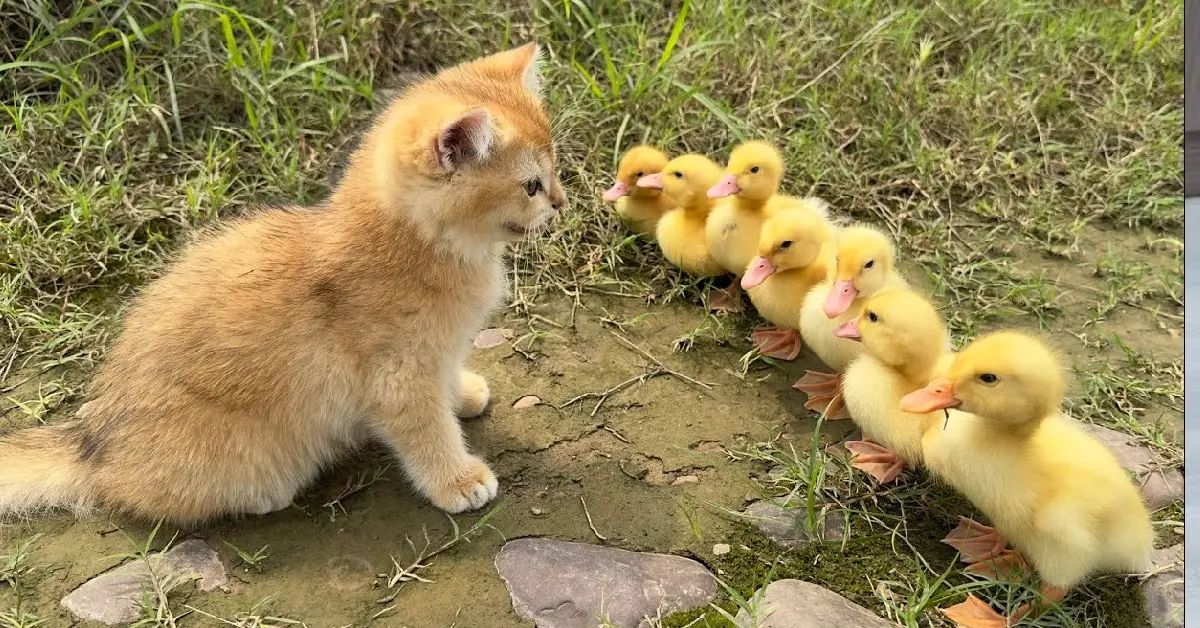 Lioness Lola gave birth to triplet cubs at Chelyabinsk . (Video)