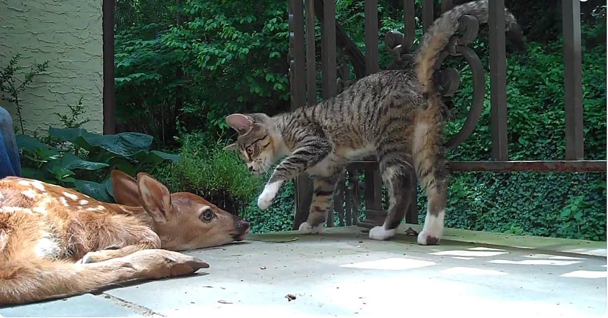 Lioness Lola gave birth to triplet cubs at Chelyabinsk . (Video)